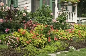 excessively grown plants infront of house