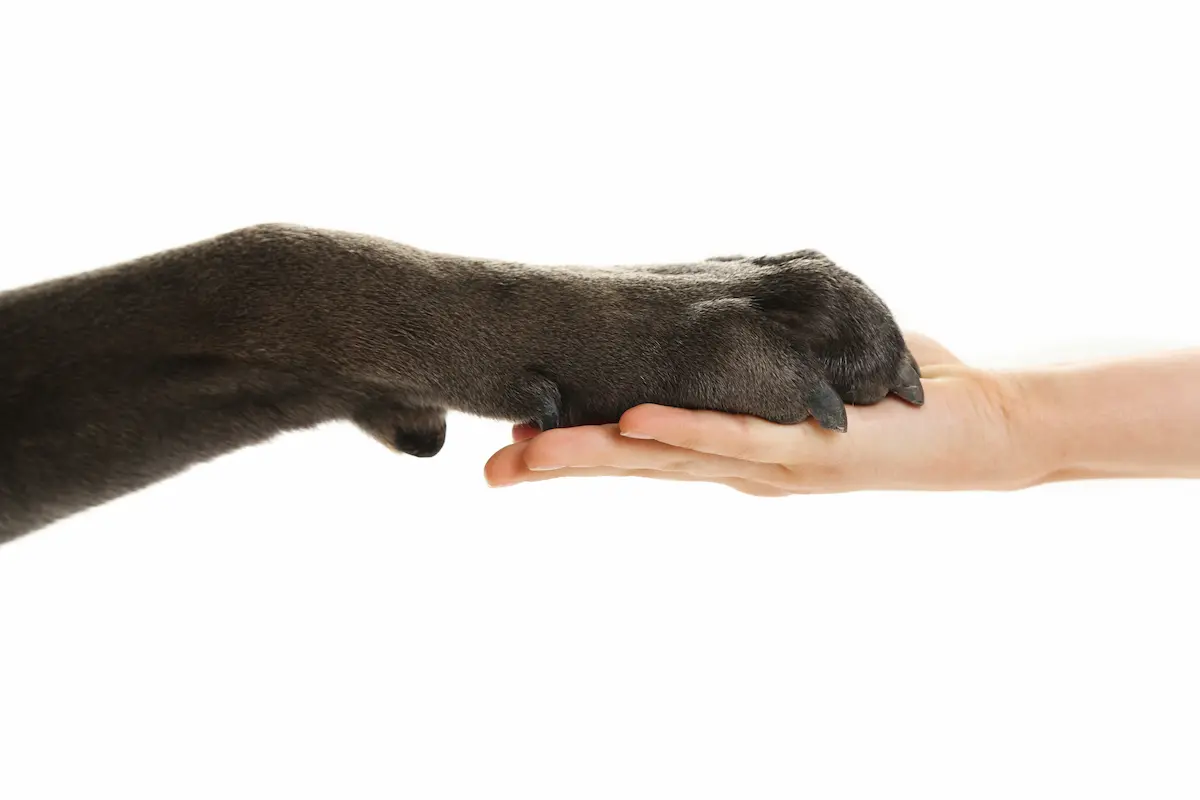 support animal laws image